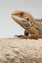 Fototapeta premium Desert Lizard Macro