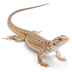 Naklejka premium Desert Lizard Macro