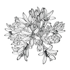 Black silhouette of Agapanthus (Lily of the Nile) on white background. Vector illustration.