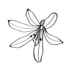 Black silhouette of Agapanthus (Lily of the Nile) on white background. Vector illustration.
