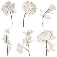 Black silhouette of Agapanthus (Lily of the Nile), Aster, Lily, Tulip, Peony on white background. Vector illustration.