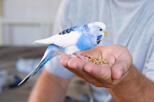 Owner man feeding a budgie. Close-up. White blue budgerigar perching on the hand. Pet bird is eating cucumber from human palm. Cozy Indoor Setting. Person is gently handfeeding a parrot in bright room