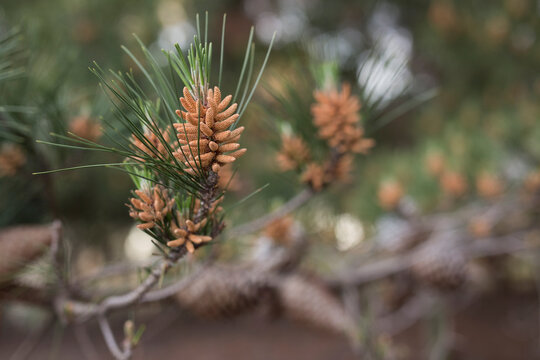 New growth and seeds on a pine tree