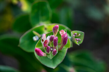 Wild flower, in Cornudella de Montsant, Priorat, Tarragona