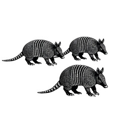 Vector silhouettes of armadillo on white background