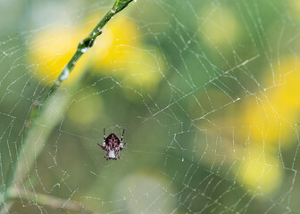 Small spider on its web with dew water, in Cornudella de Montsant, Priorat, Tarragona
