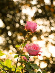 two beautiful pink roses backlit by the evening sun light