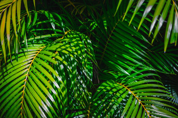 Lush tropical palm leaves with sunlit patterns creating a vibrant green canopy