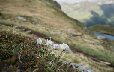 White alpine flowers blooming on mountain slope in Austrian Alps
