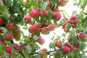 Ripe Apples in the Apple Orchard before Harvesting. Big Red delicious Apples Hanging from a Tree Branch in the Fruit Garden at Fall Harvest. Basket of Apples. Autumn Cloudy Day, Soft Shadow. 4K