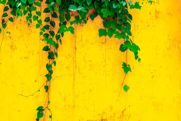 Vibrant green vines on bright yellow wall for nature and color contrast