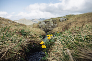 Close-up of yellow alpine flowers blooming near small creek on grassy slope in Austrian Alps