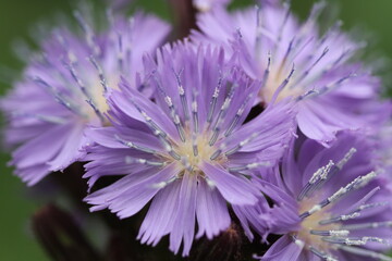 close up of a flower