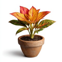 Aglaonema chinese evergreen plant with vibrant red and green leaves isolated on white background