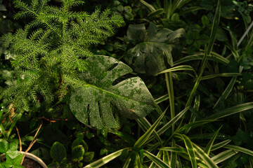 Monstera deliciosa and asparagus fern leaves in greenhouse for concepts of tropical greenery, indoor jungle