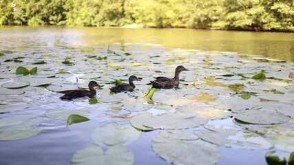 Ducks swimming through lily pads peaceful scene with a mother duck and ducklings gliding gently across a calm pond covered in green leaves evokes warmth care and the serenity of wildlife