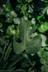 Monstera deliciosa leaf with fenestrations for concepts of modern foliage, interior design and...