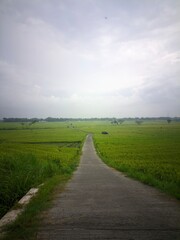 a path in the rice field