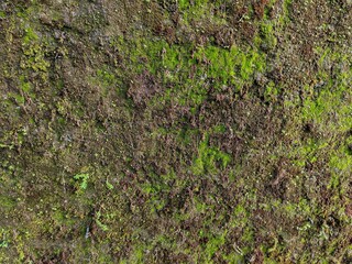 Green Moss Texture on Stone Wall