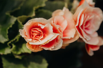Peach-colored begonia bloom cluster for concept of delicate florals and interior styling