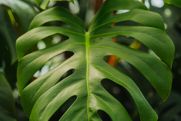 Monstera deliciosa leaf macro shot, concept of  natural detail and botanical backdrop