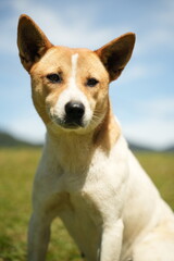 portrait of a dog