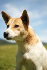 portrait of a white dog