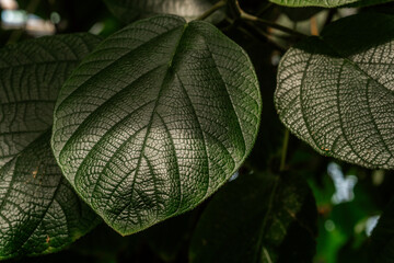 Piper leaf veins macro for concepts of biology and natural pattern