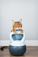 A Bengal cat holds a soft kettlebell in a minimalist room interior.