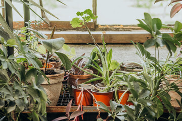 Spiderplant shelf with mixed greenery for concepts of indoor collection and eco lifestyle