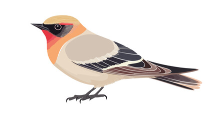 Obraz premium Bohemian Waxwing Bird Flat Vector Illustration