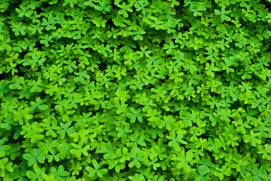 A full frame of lush wild sorrel