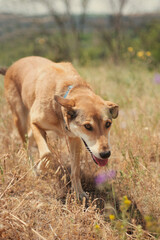 mongrel red dog walks through a meadow with  looking at the camera