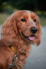 Cocker Spaniel Dog on a Walk