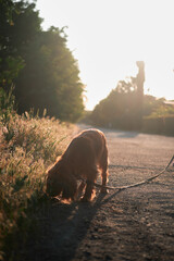 Cocker Spaniel Dog on a Walk
