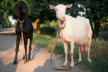 goats graze in the meadow eat grass