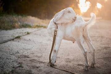 Agriculture. goats graze in the meadow