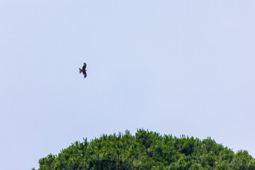 Red kite Milvus milvus circling above trees Corsica Sagone 12 June 2025
