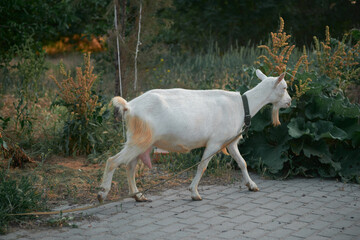Agriculture. goats graze in the meadow