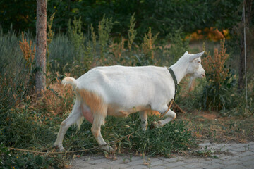 Agriculture. goats graze in the meadow