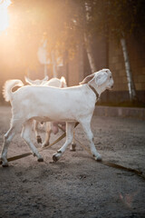 Agriculture. goats graze in the meadow