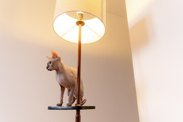 Hairless Cat Sitting on Floor Lamp in Minimalist Room