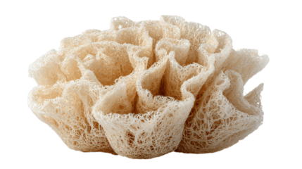 A functional natural loofah sponge, white background --ar 16:9