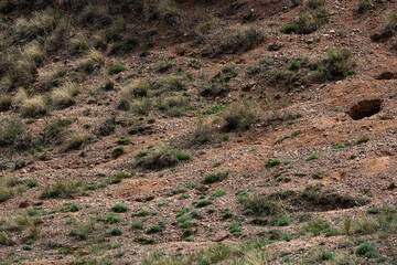 Dry rocky slope with sparse grass and animal burrows in Charyn Canyon, Kazakhstan