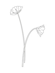 Bouquet of two flowers with leaves. Bunch of blooming perennial wildflowers. Line art, minimal style, contour. Botanical hand-drawn elements for design projects. Vector illustration