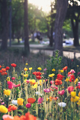 서울숲의 튤립