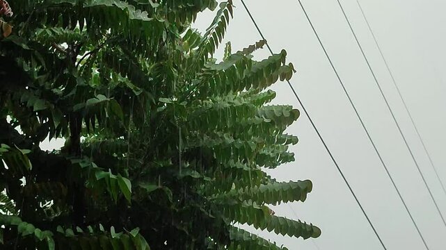 drizzle of rainwater dripping on tree