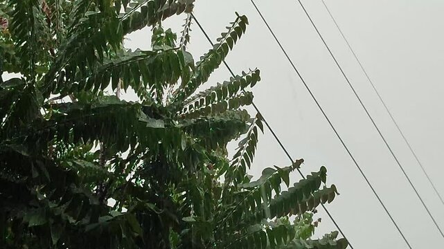 drizzle of rainwater dripping on tree