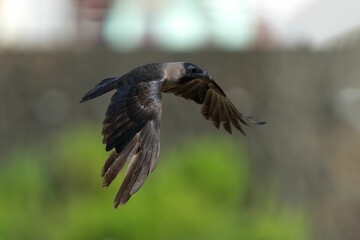 Crow in mid-flight against a blurred background.