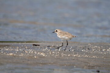 Shorebird walking on sandy beach.